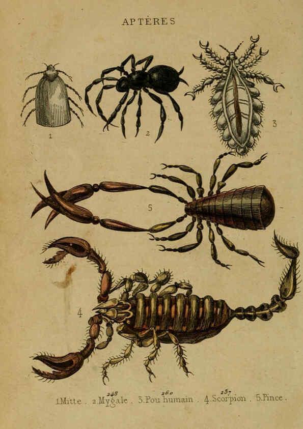 Reproducción/Reproduction 6302406236: Petit Buffon illustré Paris,Didier,1841