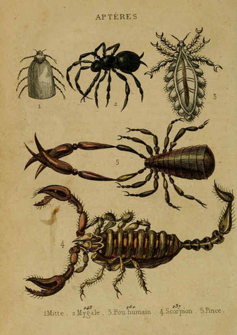 Reproducción/Reproduction 6302406236: Petit Buffon illustré Paris,Didier,1841