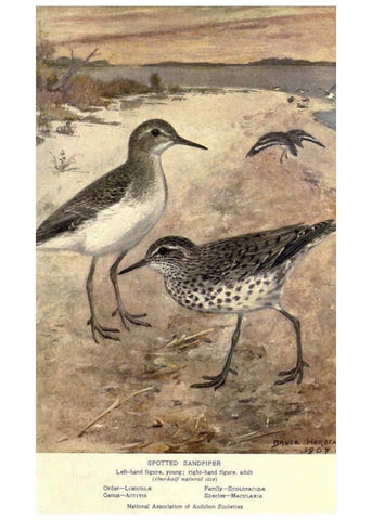 Reproducción/Reproduction 6302193489: Portraits and habits of our birds v.2. New York city :National association of Audubon societies,1920- 