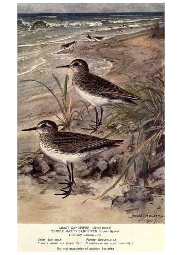 Reproducción/Reproduction 6302719732: Portraits and habits of our birds v.2. New York city :National association of Audubon societies,1920- 