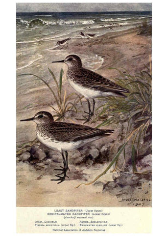 Reproducción/Reproduction 6302719732: Portraits and habits of our birds v.2. New York city :National association of Audubon societies,1920- 