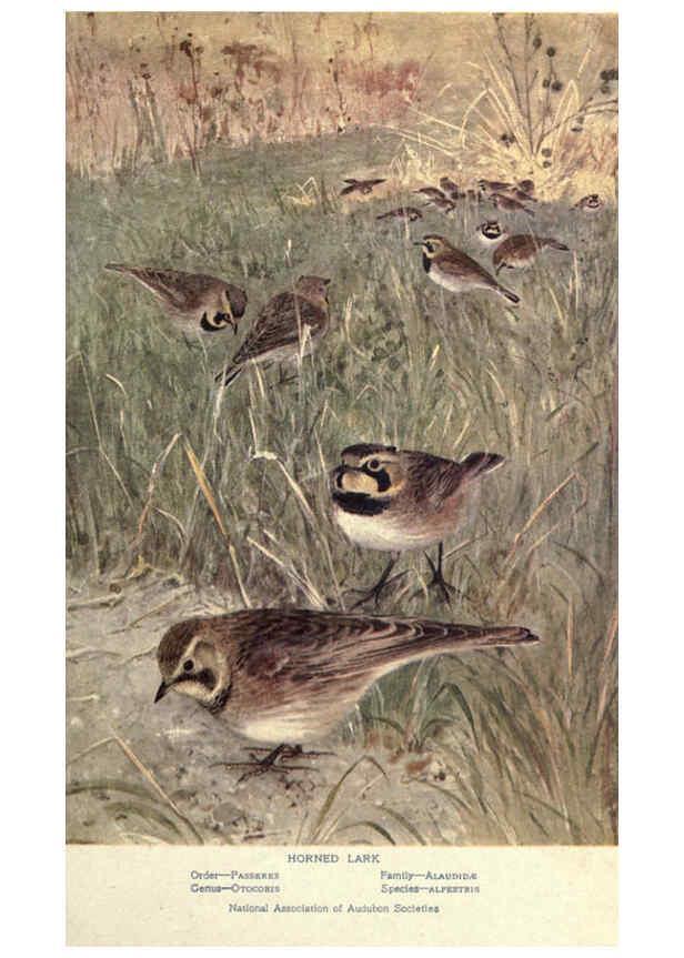 Reproducción/Reproduction 6302720116: Portraits and habits of our birds v.2. New York city :National association of Audubon societies,1920- 