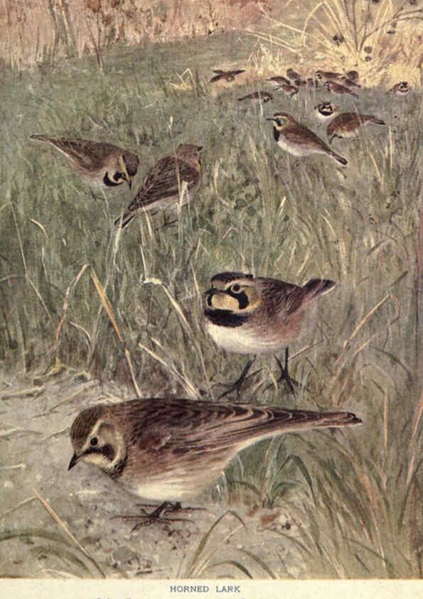 Reproducción/Reproduction 6302720116: Portraits and habits of our birds v.2. New York city :National association of Audubon societies,1920- 