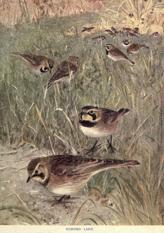 Reproducción/Reproduction 6302720116: Portraits and habits of our birds v.2. New York city :National association of Audubon societies,1920- 