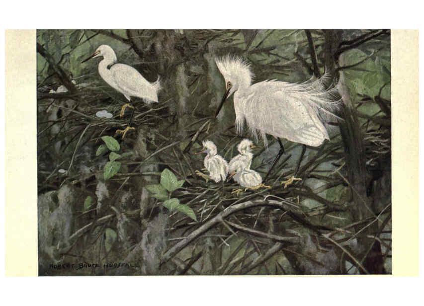 Reproducción/Reproduction 6302720508: Portraits and habits of our birds v.2. New York city :National association of Audubon societies,1920- 