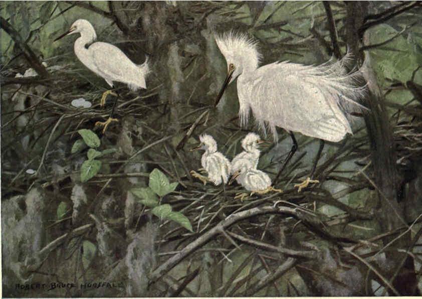 Reproducción/Reproduction 6302720508: Portraits and habits of our birds v.2. New York city :National association of Audubon societies,1920- 