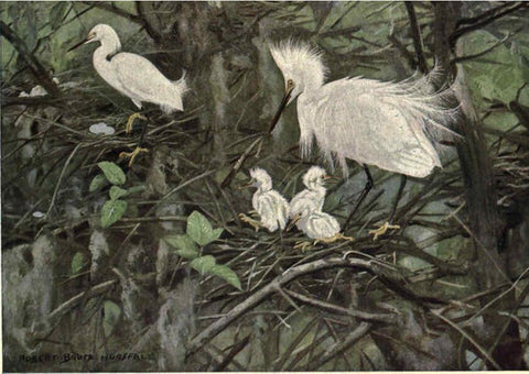 Reproducción/Reproduction 6302720508: Portraits and habits of our birds v.2. New York city :National association of Audubon societies,1920- 
