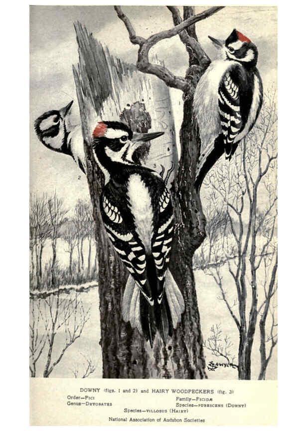 Reproducción/Reproduction 6302194871: Portraits and habits of our birds v.2. New York city :National association of Audubon societies,1920- 