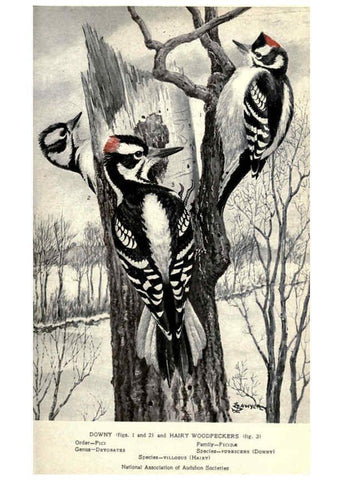 Reproducción/Reproduction 6302194871: Portraits and habits of our birds v.2. New York city :National association of Audubon societies,1920- 