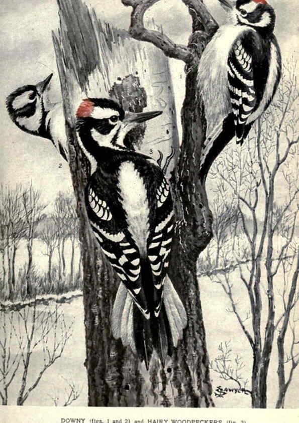 Reproducción/Reproduction 6302194871: Portraits and habits of our birds v.2. New York city :National association of Audubon societies,1920- 