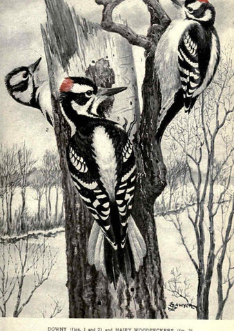 Reproducción/Reproduction 6302194871: Portraits and habits of our birds v.2. New York city :National association of Audubon societies,1920- 