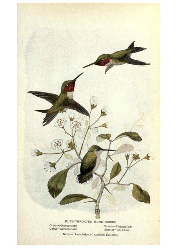 Reproducción/Reproduction 6302721054: Portraits and habits of our birds v.2. New York city :National association of Audubon societies,1920- 