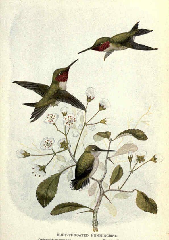 Reproducción/Reproduction 6302721054: Portraits and habits of our birds v.2. New York city :National association of Audubon societies,1920- 