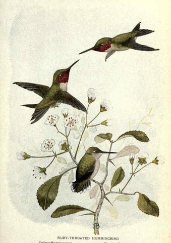 Reproducción/Reproduction 6302721054: Portraits and habits of our birds v.2. New York city :National association of Audubon societies,1920- 