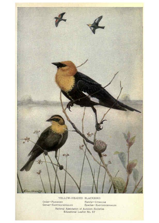 Reproducción/Reproduction 6302721470: Portraits and habits of our birds v.2. New York city :National association of Audubon societies,1920- 