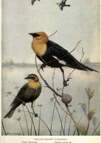 Reproducción/Reproduction 6302721470: Portraits and habits of our birds v.2. New York city :National association of Audubon societies,1920- 