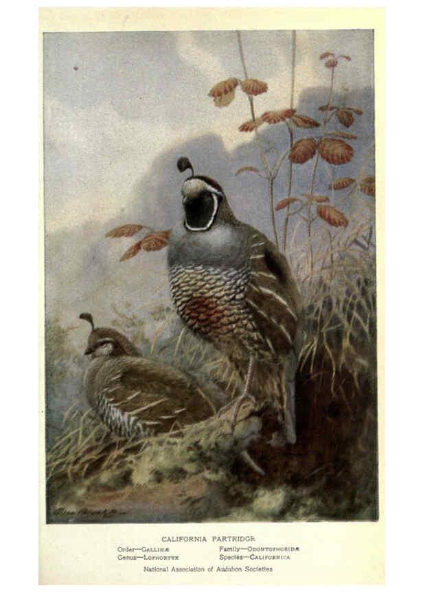 Reproducción/Reproduction 6302195993: Portraits and habits of our birds v.2. New York city :National association of Audubon societies,1920- 