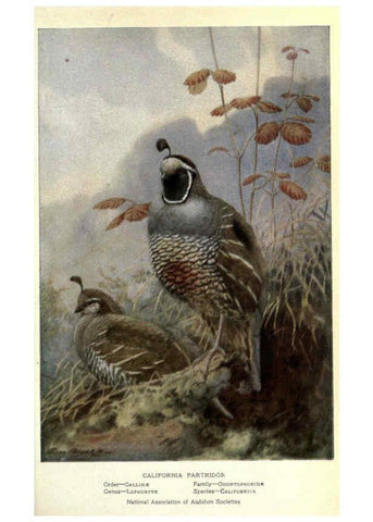 Reproducción/Reproduction 6302195993: Portraits and habits of our birds v.2. New York city :National association of Audubon societies,1920- 