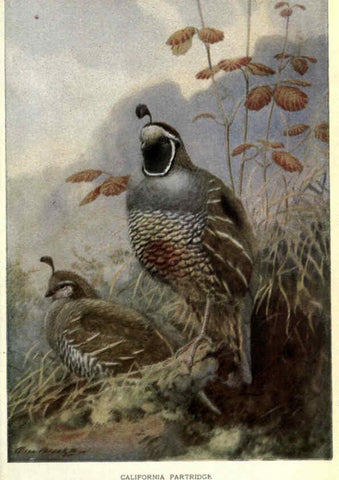 Reproducción/Reproduction 6302195993: Portraits and habits of our birds v.2. New York city :National association of Audubon societies,1920- 