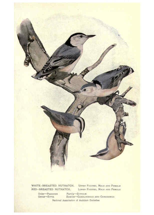 Reproducción/Reproduction 6302196367: Portraits and habits of our birds v.2. New York city :National association of Audubon societies,1920- 