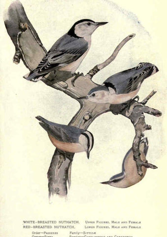 Reproducción/Reproduction 6302196367: Portraits and habits of our birds v.2. New York city :National association of Audubon societies,1920- 