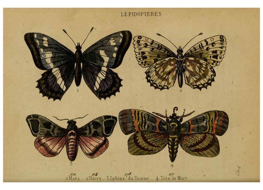 Reproducción/Reproduction 6301879037: Petit Buffon illustré Paris,Didier,1841