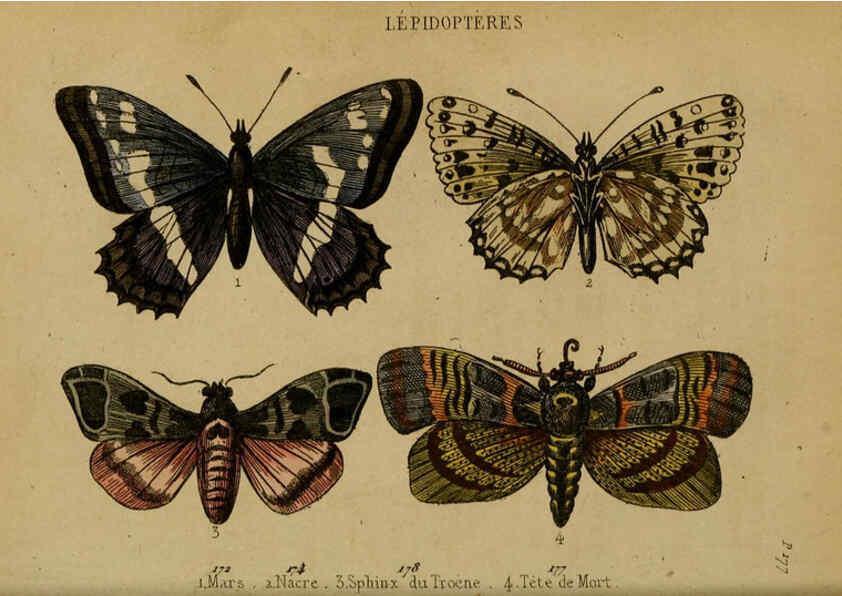 Reproducción/Reproduction 6301879037: Petit Buffon illustré Paris,Didier,1841