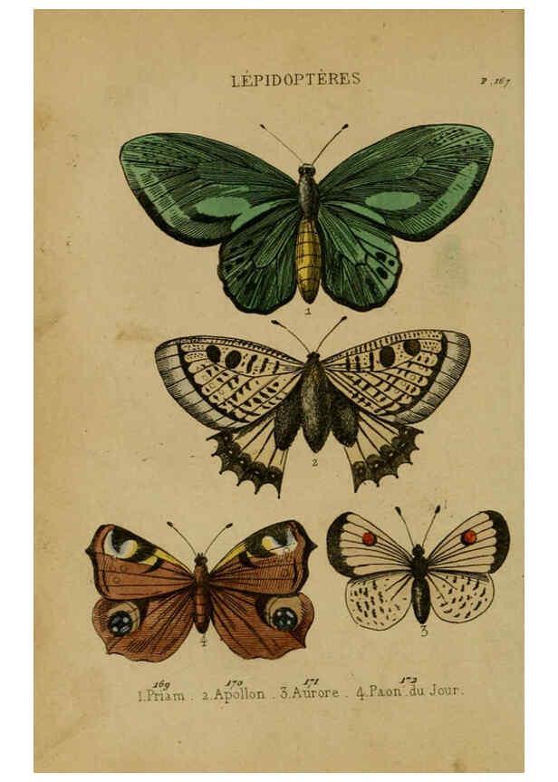 Reproducción/Reproduction 6302404842: Petit Buffon illustré Paris,Didier,1841