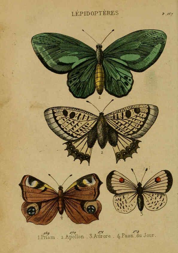 Reproducción/Reproduction 6302404842: Petit Buffon illustré Paris,Didier,1841