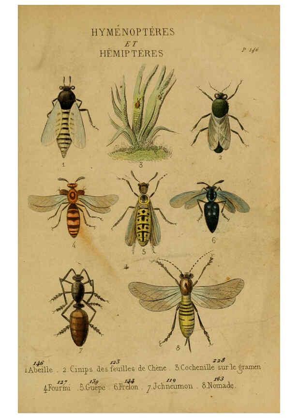 Reproducción/Reproduction 6301878665: Petit Buffon illustré Paris,Didier,1841