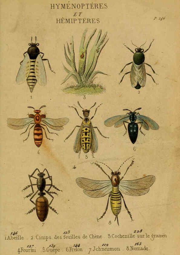 Reproducción/Reproduction 6301878665: Petit Buffon illustré Paris,Didier,1841