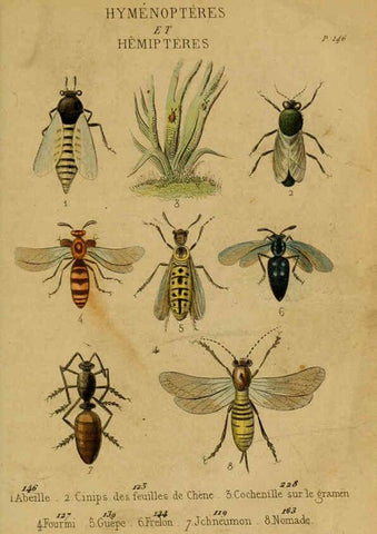 Reproducción/Reproduction 6301878665: Petit Buffon illustré Paris,Didier,1841
