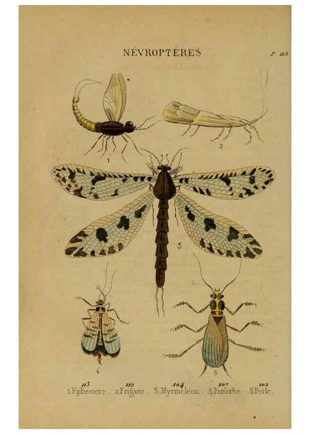 Reproducción/Reproduction 6302404470: Petit Buffon illustré Paris,Didier,1841