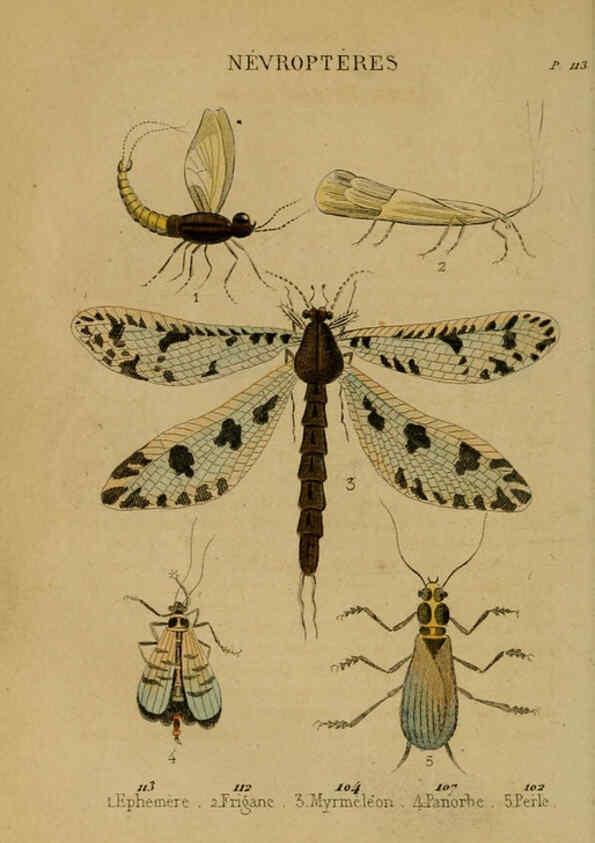Reproducción/Reproduction 6302404470: Petit Buffon illustré Paris,Didier,1841