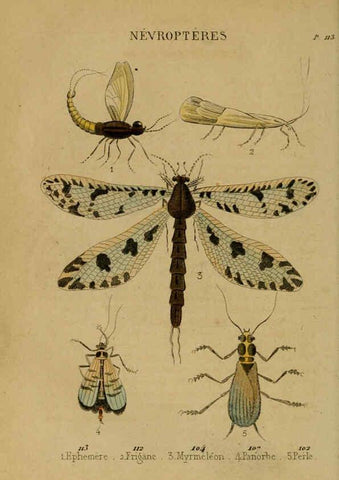 Reproducción/Reproduction 6302404470: Petit Buffon illustré Paris,Didier,1841