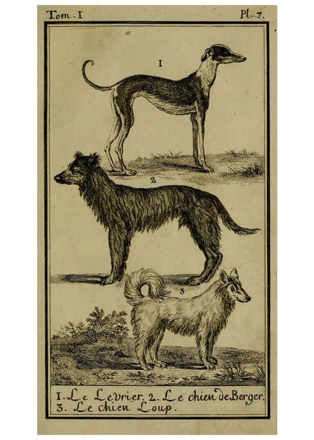 Reproducción/Reproduction 6301833209: Histoire naturelle, générale et particulière, avec la description du Cabinet du roi. Tome I. Paris,De l'Imprimerie royale,1750-1804