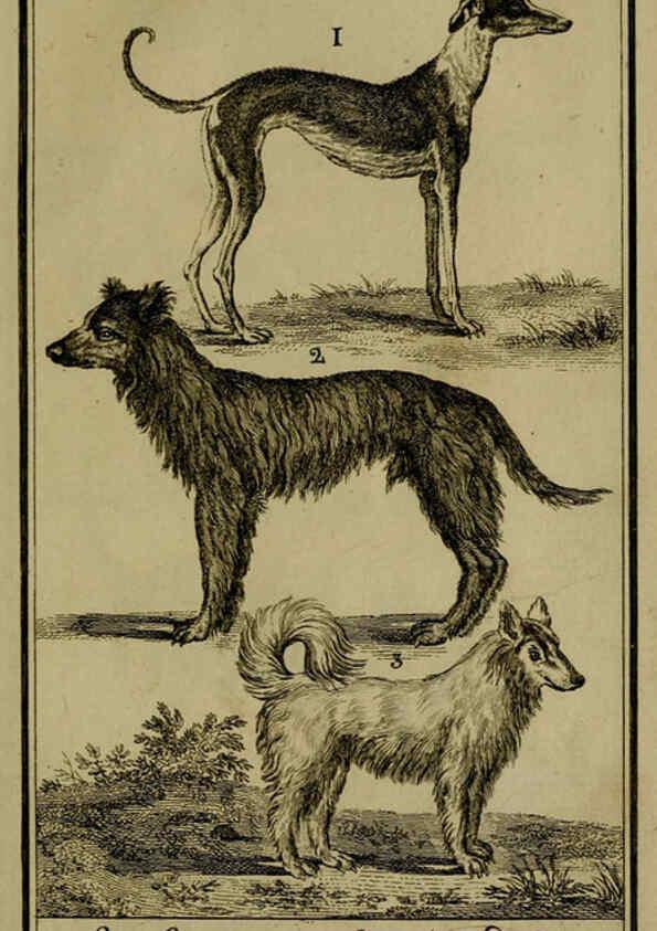 Reproducción/Reproduction 6301833209: Histoire naturelle, générale et particulière, avec la description du Cabinet du roi. Tome I. Paris,De l'Imprimerie royale,1750-1804