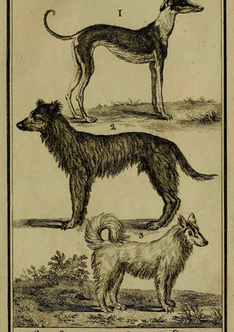 Reproducción/Reproduction 6301833209: Histoire naturelle, générale et particulière, avec la description du Cabinet du roi. Tome I. Paris,De l'Imprimerie royale,1750-1804