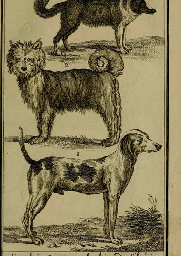 Reproducción/Reproduction 6302359484: Histoire naturelle, générale et particulière, avec la description du Cabinet du roi. Tome I. Paris,De l'Imprimerie royale,1750-1804