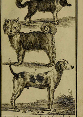 Reproducción/Reproduction 6302359484: Histoire naturelle, générale et particulière, avec la description du Cabinet du roi. Tome I. Paris,De l'Imprimerie royale,1750-1804