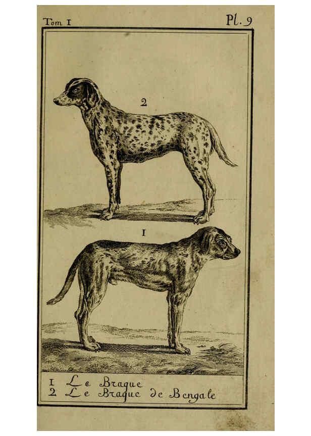 Reproducción/Reproduction 6302359786: Histoire naturelle, générale et particulière, avec la description du Cabinet du roi. Tome I. Paris,De l'Imprimerie royale,1750-1804