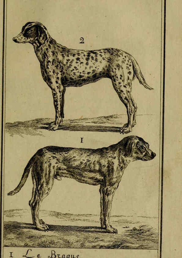Reproducción/Reproduction 6302359786: Histoire naturelle, générale et particulière, avec la description du Cabinet du roi. Tome I. Paris,De l'Imprimerie royale,1750-1804