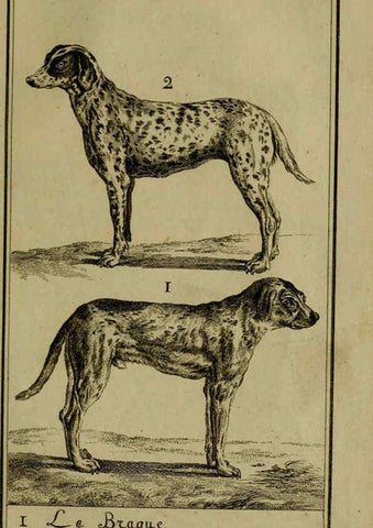 Reproducción/Reproduction 6302359786: Histoire naturelle, générale et particulière, avec la description du Cabinet du roi. Tome I. Paris,De l'Imprimerie royale,1750-1804