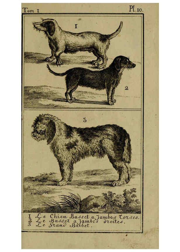 Reproducción/Reproduction 6302359990: Histoire naturelle, générale et particulière, avec la description du Cabinet du roi. Tome I. Paris,De l'Imprimerie royale,1750-1804