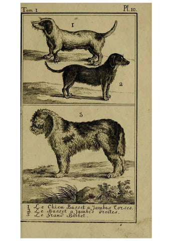 Reproducción/Reproduction 6302359990: Histoire naturelle, générale et particulière, avec la description du Cabinet du roi. Tome I. Paris,De l'Imprimerie royale,1750-1804