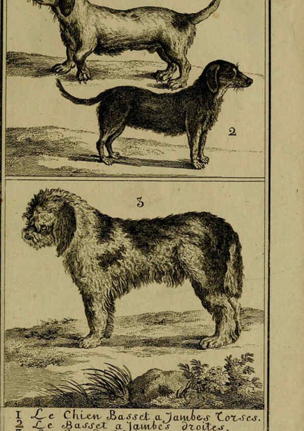 Reproducción/Reproduction 6302359990: Histoire naturelle, générale et particulière, avec la description du Cabinet du roi. Tome I. Paris,De l'Imprimerie royale,1750-1804
