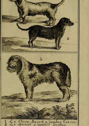 Reproducción/Reproduction 6302359990: Histoire naturelle, générale et particulière, avec la description du Cabinet du roi. Tome I. Paris,De l'Imprimerie royale,1750-1804