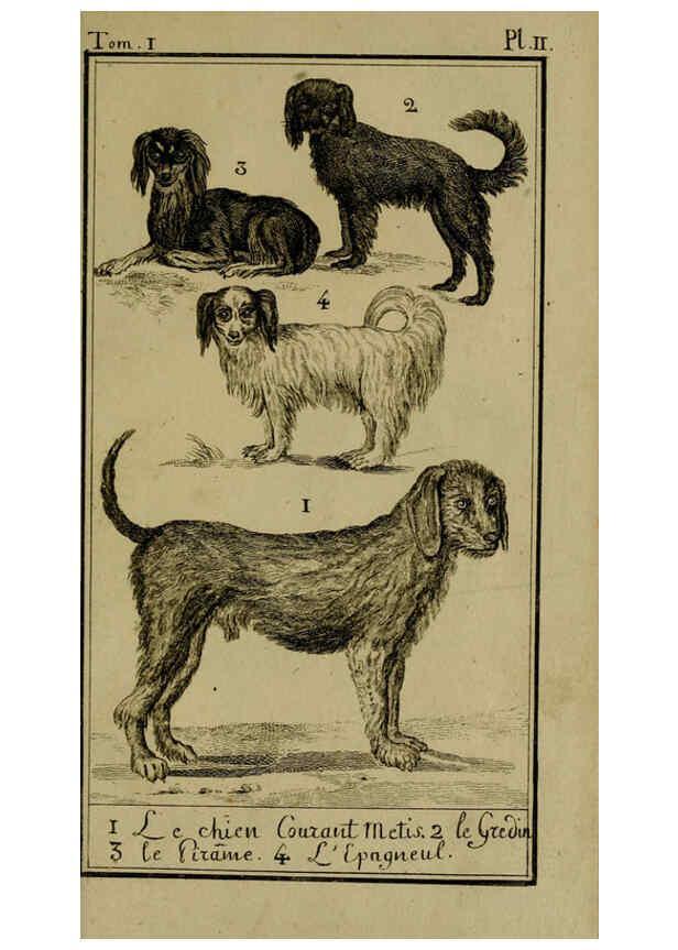 Reproducción/Reproduction 6302360178: Histoire naturelle, générale et particulière, avec la description du Cabinet du roi. Tome I. Paris,De l'Imprimerie royale,1750-1804