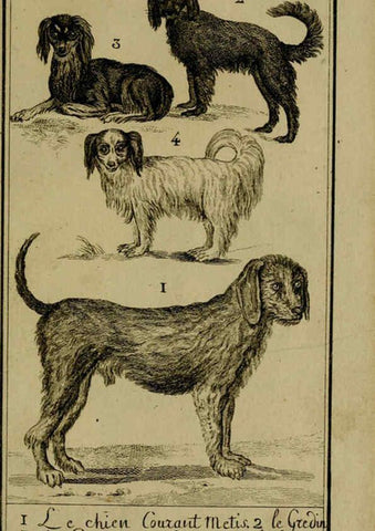 Reproducción/Reproduction 6302360178: Histoire naturelle, générale et particulière, avec la description du Cabinet du roi. Tome I. Paris,De l'Imprimerie royale,1750-1804