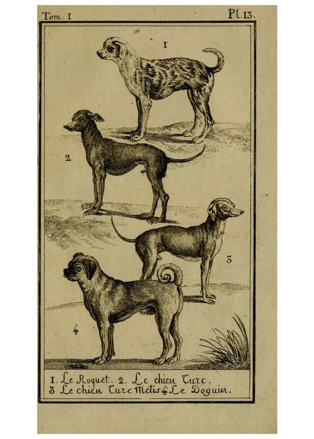 Reproducción/Reproduction 6302360660: Histoire naturelle, générale et particulière, avec la description du Cabinet du roi. Tome I. Paris,De l'Imprimerie royale,1750-1804